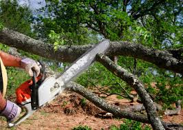 Professional Tree Removal and Landscaping Services in Kennett Square, PA